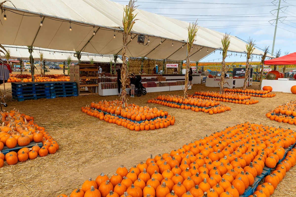 Pumpkin Patch at Carlsbad Strawberry Company
