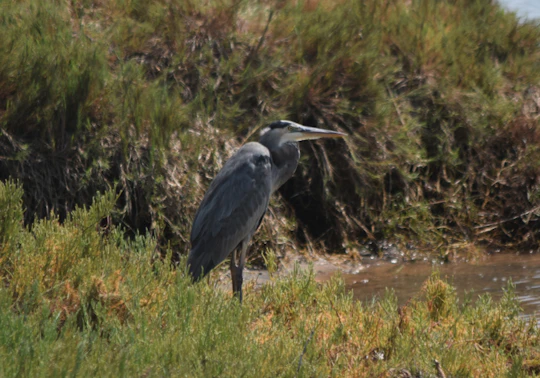 Agua Hedionda Lagoon & Discovery Campus | Visit Carlsbad